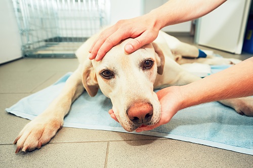 Comment traiter lu0027arthrose des chiens avec les compléments 