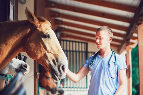 Emphysème chez le cheval